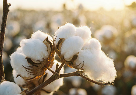 Premium cotton fabric